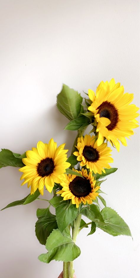 Sunflower Yellow Aesthetic, Sunflower Bunch, Nice Good Morning Images, Random Aesthetic Stuff, Flowers Sunflowers, Still Life Flowers, Sunflower Yellow, Random Aesthetic, Flowers Green