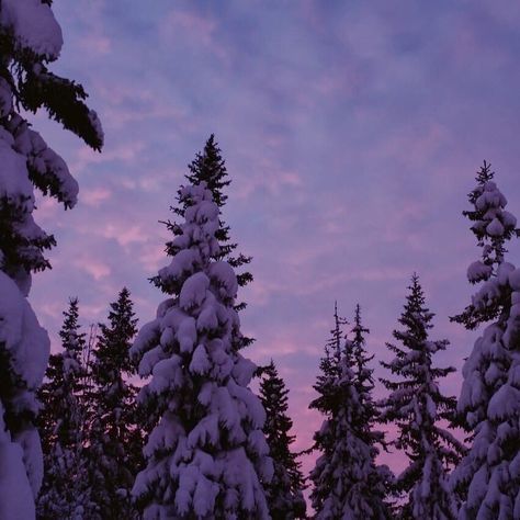 Purple Snow Aesthetic, Notion Purple, Romanticizing Winter, Evergreen Forest, Winter Destinations, Purple Christmas, Purple Sky, Jolie Photo, Winter Aesthetic