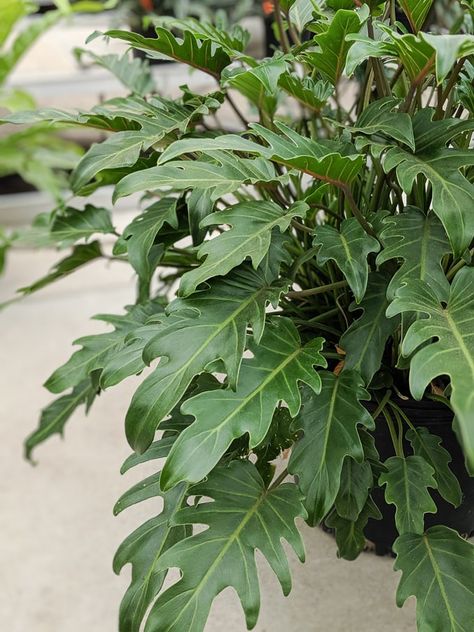 Philodendron xanadu care: Bushy and beautiful winterbourn Philodendron Care Tips, Philodendron Care, Garden Uk, Easy House Plants, Philodendron Plant, Bamboo Garden, Pothos Plant, Garden Porch, Fast Growing Plants