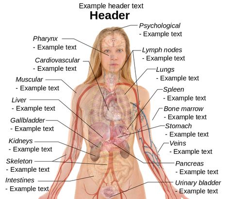 File:Female template with organs.svg Human Face Anatomy Drawing, Anatomy Drawing Organs, Drawing Organs, Eye Anatomy Drawing, Human Face Anatomy, Organ Diagram, Drawing Human Face, Human Organ Diagram, Face Anatomy Drawing