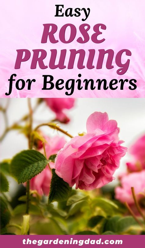 When To Prune Roses, Roses Garden Care, Prune Roses, Rose Bush Care, How To Grow Roses, Beginners Garden, Rose Garden Landscape, Rose Plant Care, Pruning Roses