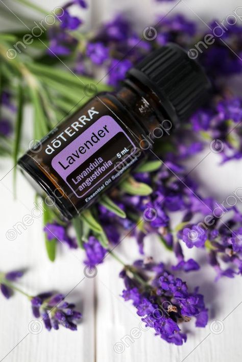 Lavender essential oil bottle on flowers, top viewPhoto orientation: Portrait Photo sizes/resolution:5760x3840300ppi #oil #bottle #lavender #flowers #white #diffuser #rustic #wooden #home #essential #board #Kseniia #Che #Kseniia Che #decorated #wellnessadvocate #doterra #wellnessstockphotos #onedropdesigns #doterrawellnessadvocate #doterratips #doterragraphics #doterraphotos Doterra Lavender, Doterra Business, Photo Sizes, Lavender Tops, Doterra Wellness Advocate, Flowers Background, Lifestyle Photos, Essential Oil Bottles, Doterra Essential Oils