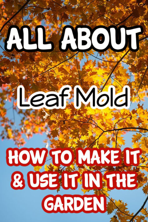 Leaf Mold How To Make & Use It In The Garden

https://dianfarmer.com/leaf-mold-in-the-garden/
#gardeningismytherapy #pottedgarden #backyardgardening #lovegardening #veggiegarden #gardenlife #gardensofinstagram #gardentips #plants #vegetablegarden #ediblegarden #growwhatyoueat #allotment #gardening #kitchengarden #growyourownfood Leaf Mold, Vegetable Garden For Beginners, Homestead Gardens, Natural Fertilizer, Money Saving Meals, Frugal Tips, Garden Pests, Saving Ideas, Grow Your Own Food