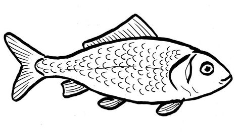 Salmon Drawing Simple, Fish Outline Drawing, Fish Drawing Simple, Drawing Of A Fish, Art Room Rules, Fish Outline, Wood Burning Patterns Stencil, Deco Marine, Easy Animal Drawings