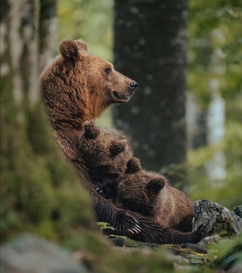 Bear In Forest, Bear Aesthetic, Kodiak Bear, Australian Photography, Brown Bears, Bear Pictures, Love Bear, Bear Cubs, Grizzly Bear