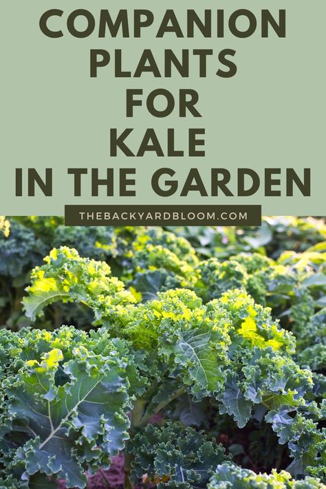 Companion Plants for Kale In The Garden Planting Kale, Plant Companions, Homestead Garden Layout, Planting Chart, Kale Plant, Companion Planting Guide, Companion Planting Chart, Growing Kale, River Rock Garden