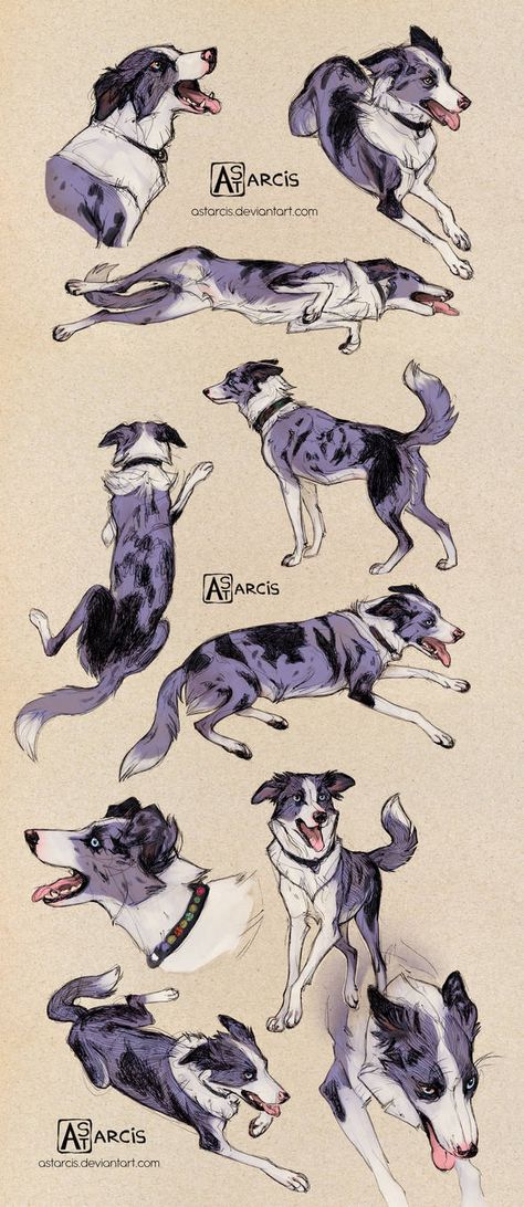 Border Collie Art, Me Character, Canine Drawing, Dog Advice, Dog Anatomy, Fox Dog, 얼굴 드로잉, Sketch Poses, Dog Poses