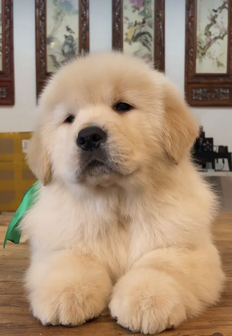 Chien Golden Retriever, Cute Fluffy Dogs, Cute Puppies And Kittens, Cutest Puppy Ever, Cute Dog Wallpaper, Samoyed Puppy, Puppy Sitting, Cute Dogs Images, Very Cute Puppies