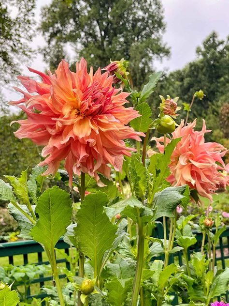 Stop settling for small dahlia flowers. Unleash a summer explosion of blooms with this beginner's guide to planting dahlia tubers. Learn the secrets to HUGE, healthy flowers that will steal the show. Planting Dahlias, Growing Dahlias, Dahlia Flowers, Tall Flowers, Easy Care Plants, Cut Flower Garden, Garden Images, Healthy Garden, Tall Plants