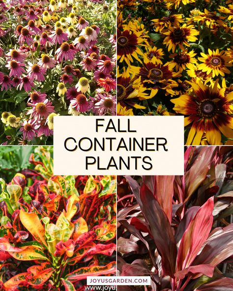 Looking to add a touch of autumn to your outdoor spaces? Check out these striking fall container plant choices that'll brighten your porch, patio, walkway, or garden! From vibrant mums & ornamental grasses to celosia & ornamental cabbages, these fall favorites create stunning displays. These easy-to-grow plants will transform your containers into eye-catching autumn showpieces. Add some pumpkins & gourds, to elevate your fall decor. Get planting & care tips also. Happy Fall! Plants For Fall, Fall Container Plants, Fall Flower Pots, Patio Walkway, Fall Container Gardens, Ornamental Kale, Ornamental Cabbage, Fall Containers, Creeping Jenny