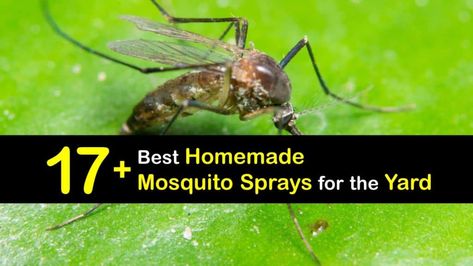 An infestation of gnats in your house can be extremely annoying. Learn how to make a homemade gnat spray to eliminate these pests for good. Diy Misquote Repellent For Yard, Homemade Mosquito Spray For Yard, Listerine Mosquito Spray, Bug Spray For Yard, Misquote Repellent Yards, Mosquito Spray For Yard, Homemade Mosquito Spray, Gnat Spray, Mosquito Yard Spray