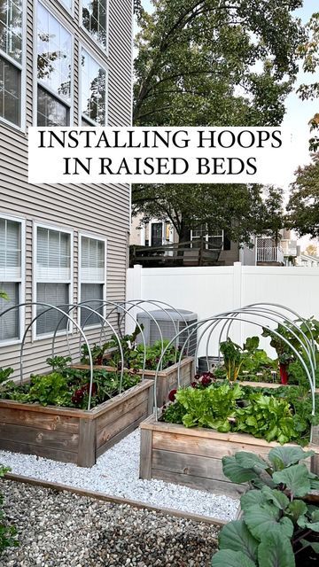 Hoop House, Vegetable Beds Raised, Pvc Pipes, Fall Garden, Cold Frame, Raised Bed, Grow Your Own Food, Pvc Pipe, Veggie Garden