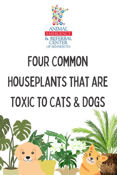 Dr. Foote, an emergency veterinarian at Animal Emergency & Referral Center of Minnesota, shares information on four common types of houseplants that are toxic to cats and dogs. Learn more here: https://aercmn.com/four-common-houseplants-that-are-toxic-to-cats-and-dogs/ #pethealth #pettoxins #Houseplants #toxichouseplants #Petsafety #veterinary #petowners #aercmn Plants Toxic To Dogs, Toxic To Cats, Types Of Houseplants, Cat Signs, Pet Safety, Animal Hospital, Pet Safe, Cats And Dogs, Pet Health