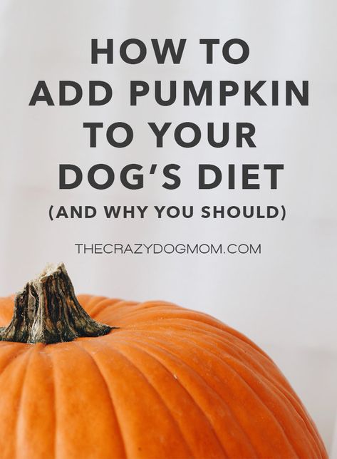 Did you know pumpkin is safe for dogs? It's actually considered a superfood because it's so nutrient packed. If you prefer to listen to this on video instead, you can watch it on our YouTube Channel. Benefits of Pumpkin Pumpkin contains vitamins A, C, and E as well as iron and potassium. Vitamin A is a powerful antioxi How Much Pumpkin To Give Dogs, Canned Pumpkin For Dogs, Benefits Of Pumpkin, Types Of Pumpkins, Dog Vitamins, Good Gut Bacteria, Upset Tummy, Dog Pumpkin, Pumpkin Pumpkin