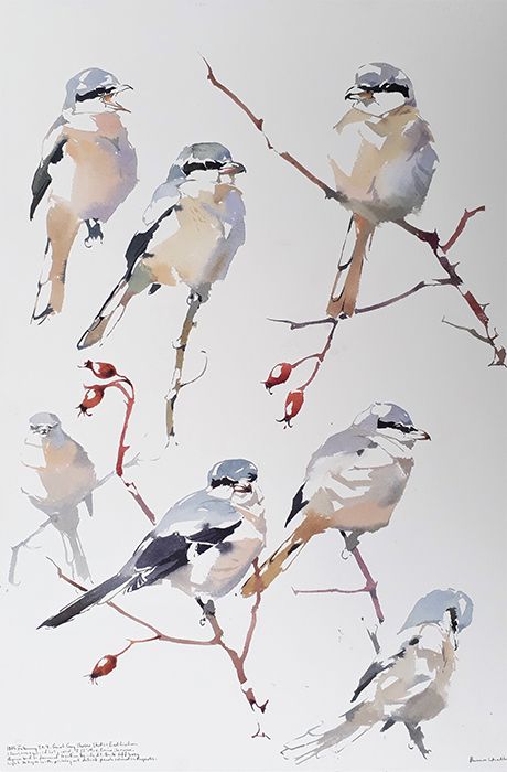 goede weergave van kleine vogels Loose Watercolor Birds, Birds Watercolor Paintings, Watercolor Art Birds, Watercolor Birds Paintings, Birds In Watercolor, Watercolor Birds Tutorial, Paint Birds, Watercolour Birds, Bird Watercolor Art