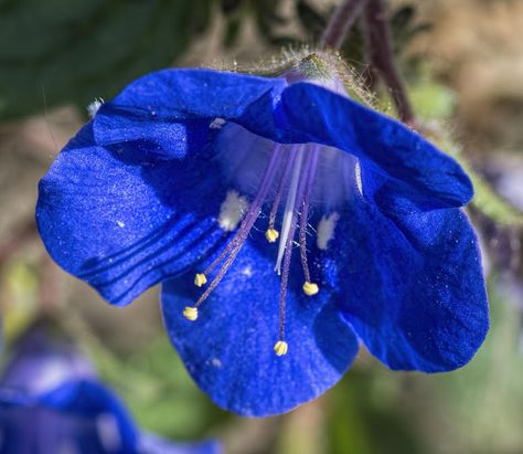 Phacelia campanularia Phacelia Campanularia, Desert Bluebells, Annual Herbs, Palm Tree Fruit, Grassland Habitat, Desert Ecosystem, Dry Garden, Seed Starter, Attract Pollinators