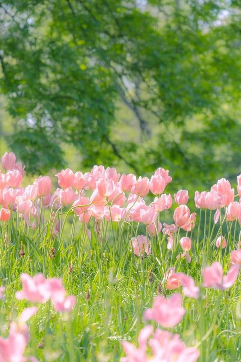 Tulips Flowers Aesthetic, Blog Wallpaper, Pink Photography, Aesthetic Garden, Earn Online, Tulips Garden, Lovely Flowers Wallpaper, Cute Flower Wallpapers, Flowers Aesthetic