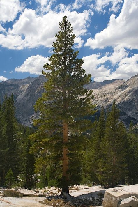 Lodge Pole Pine Tree (Pinus contorta) Sierra Mountains California Sierra Mountains California, Mountains California, Evergreen Landscape, Sierra Mountains, Forest Plants, Nature Hikes, Beautiful Trees, Old Trees, Tree Photography