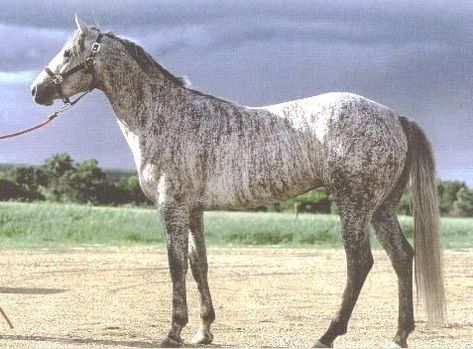 Horse Dapple Grey, Brindle Horse, Unusual Horse, Leopard Appaloosa, Horse Markings, Rare Horses, Pinto Horse, Quarter Horses, Akhal Teke