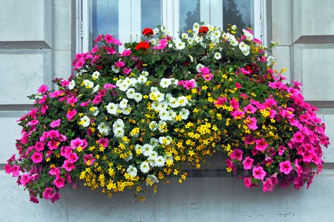 Best Flowers for Window Boxes — 7 Vibrant Varieties to Try | Livingetc Best Flowers For Window Boxes, Flowers For Window Boxes, Connecting With Nature, Window Box Flowers, Sun Loving Plants, Rock Flowers, Creeping Jenny, Potato Vines, Best Flowers