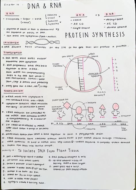 #neathandwriting #aestheticnotes #prettynotes #biologynotes #dna #rna Notes Biology, Notes Nursing, Biochemistry Notes, Learn Biology, Nurse Study, Notes Study, Study Biology, Nurse Study Notes, Nursing Student Tips