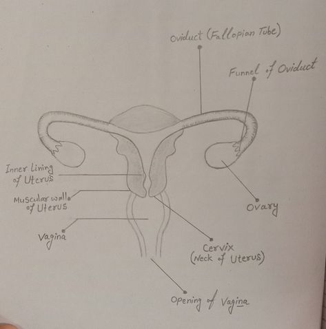 Female Reproductive System Diagram Female Reproductive System Drawing, Female Reproductive System Diagram, Female Reproductive System Anatomy, Female Reproductive Anatomy, Biology Drawing, The Female Reproductive System, The Reproductive System, Science Drawing, Front Page Design