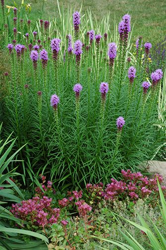 Xeriscape Colorado, Colorado Xeriscape, Xeriscaping Ideas, Xeriscape Ideas, Colorado Landscaping, Liatris Spicata, Colorado Gardening, Western Garden, Xeriscape Plants