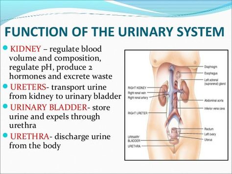 The Urinary System, Excretory System, Urinary System, Basic Anatomy And Physiology, Nursing Student Tips, Medical Student Study, Medical Laboratory Science, Nursing School Survival, Nursing School Studying