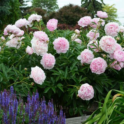 Paeonia Sarah Bernhardt, Peony Sarah Bernhardt, Peony Plant, Peony Drawing, Peonies Centerpiece, Deer Resistant Perennials, Peony Arrangement, Sarah Bernhardt, Planting Peonies