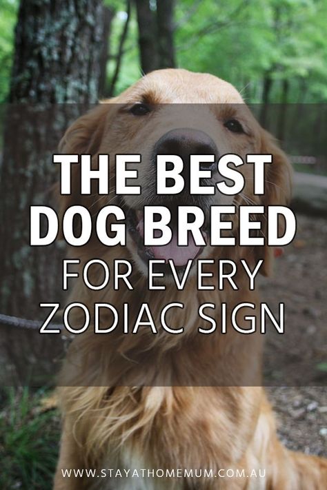 Dog Zodiac, Calm Dog Breeds, What Dogs, Calm Dogs, Best Dog Breeds, Puppy Care, Dog Sledding, Small Dog Breeds, Cavalier King Charles Spaniel