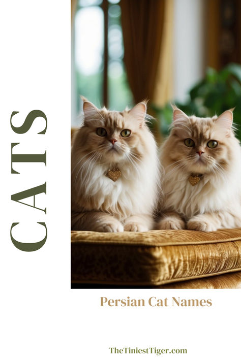 Persian Cat Names Persian Cat Names, Persian Cats, Colors And Patterns, Persian Cat, Cat Names, Cat Care, Cute Cats, Feline, To Read