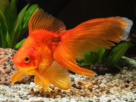 Goldfish Colors, Goldfish Food, Goldfish Tattoo, Fantail Goldfish, Pet Goldfish, Goldfish Tank, Fish Ideas, Birth Colors, Golden Fish