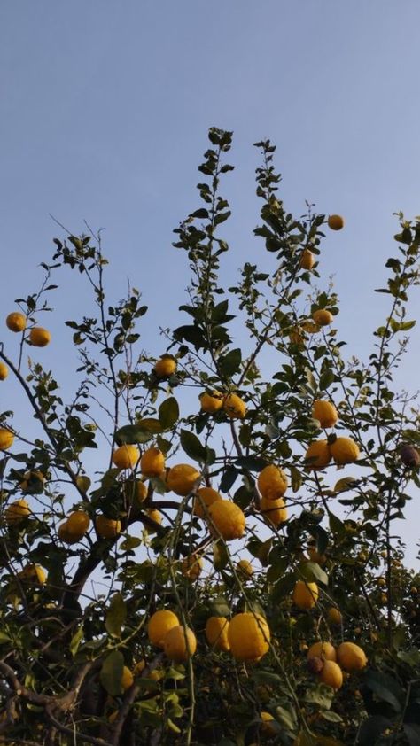 Lemon Trees Aesthetic, Trees Aesthetic, Cherry Girl, Lemon Trees, Garden Farm, Lemon Tree, Farm Gardens, Aesthetic Summer, Farm Life