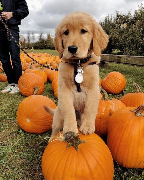 Puppy Pumpkin Pictures, Golden Retriever Fall Aesthetic, Dog Halloween Aesthetic, Dog Pumpkin Patch Pictures, Fall Aesthetic Dog, Fall Puppies, Fall Dog Photos, Golden Retriever Fall, Cute Fall Pictures