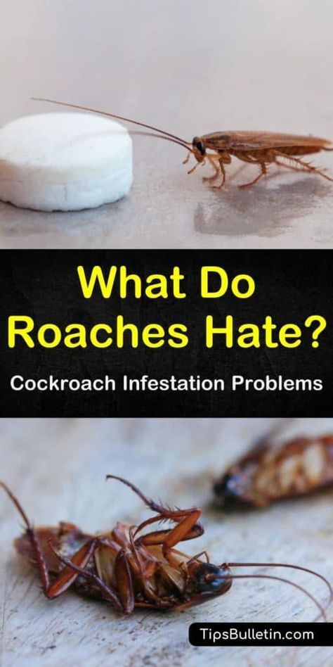 How To Get Rid Of Roaches Naturally, Essential Oil Roach Repellent, Natural Cockroach Repellent For Home, Diy Cockroach Repellent, How To Repel Roaches, Natural Roach Repellant, Natural Remedies For Roaches, Best Way To Get Rid Of Cockroaches, Diy Roach Trap