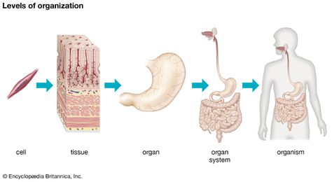 The diagram shows five levels of organization in a multicellular organism. The most basic unit is the cell; groups of similar cells form tissues; groups of different tissues make up organs; groups of organs form organ systems; cells, tissues, organs, and organ systems combine to form a multicellular organism. Cell Tissue Organ Organ System Organism, Bones Human, Human Body Bones, Levels Of Organization, Human Respiratory System, Earth School, Solar System For Kids, Cell Forms, Body Bones