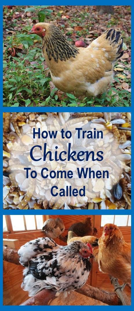 Train your chickens to come when called, so you can let them out and get them in anytime you want. Also enables you to call them to safety when predators lurk. If you have multiple flocks, you can train each to come to a different call. Very helpful when you have new pullets free ranging with old flock and need to get each flock to its own coop. Training Chickens, Backyard Chicken Farming, Chicken Life, Raising Backyard Chickens, Red Hen, Keeping Chickens, Building A Chicken Coop, Chicken Coop Plans, Backyard Chicken Coops