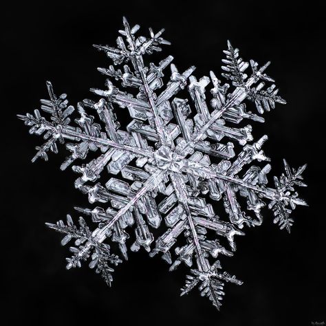 Here’s a special one. “Stellar Dendrite” snowflakes are the ones we most admire… Snowflake Photography, Snowflake Pictures, Snow Flake Tattoo, Snowflake Images, Snowflakes Real, Snowflake Photos, Snow Crystal, Ice Crystals, I'm With The Band