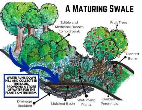 Food Forest Garden, Permaculture Gardening, Permaculture Design, Rainwater Harvesting, Food Forest, Forest Garden, Rain Garden, Hobby Farms, Veggie Garden