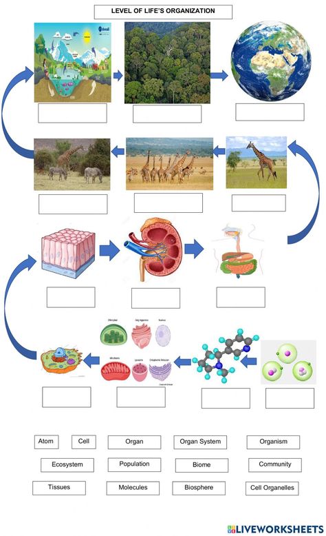 Organization Of Life, Levels Of Organization, Biology Jokes, Science Diagrams, Botanical Science, Biology Plants, Chemical And Physical Changes, Human Nervous System, Biology Resources