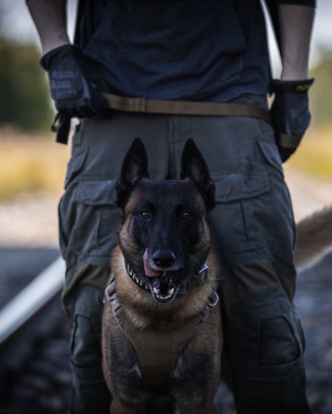 K9 Argo from LOF Defence rocking some of his protective K9 equipment. What is your most favourite piece of dog gear you own?  #dogs #malinois #workingdog #servicedog #dogphotography #photography Berger Malinois, Belgium Malinois, Army Dogs, Malinois Puppies, Belgian Malinois Dog, K9 Dogs, Military Working Dogs, Malinois Dog, Belgian Shepherd