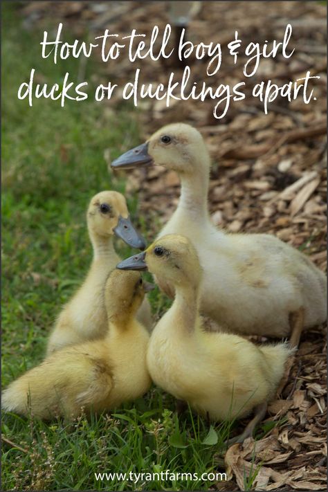 Ducks Coop, Duck Coop Ideas, Pekin Ducklings, Farm Life Aesthetic, Muscovy Ducklings, Rouen Duck, Duckling Care, Survival Knowledge, Preparedness Ideas