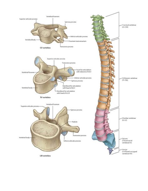 Regional vertebrae Anatomy Anatomy Vertebrae, Spinal Anatomy, Human Vertebrae, Vertebrae Anatomy, Spinal Cord Anatomy, Human Skull Anatomy, Skeleton System, Human Skeleton Anatomy, Thoracic Vertebrae