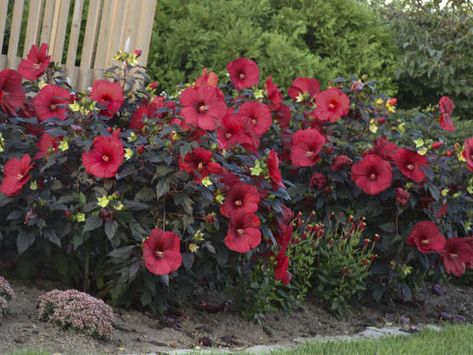 Deer Resistant Shade Plants, Perennial Hibiscus, Deer Resistant Landscaping, Red Perennials, Rabbit Resistant Plants, Proven Winners Perennials, Deer Resistant Garden, Deer Resistant Perennials, Full Sun Perennials