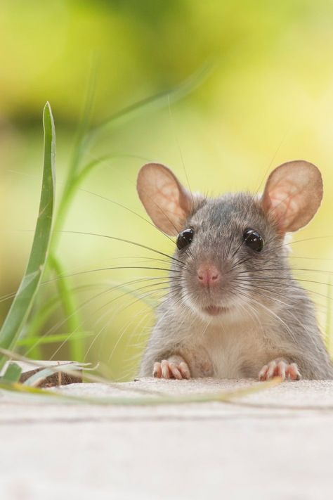 Rattus Rattus, Mouse Photos, Pet Mice, Cute Rats, Mouse Rat, Pet Rats, Cute Mouse, Rodents, Pest Control