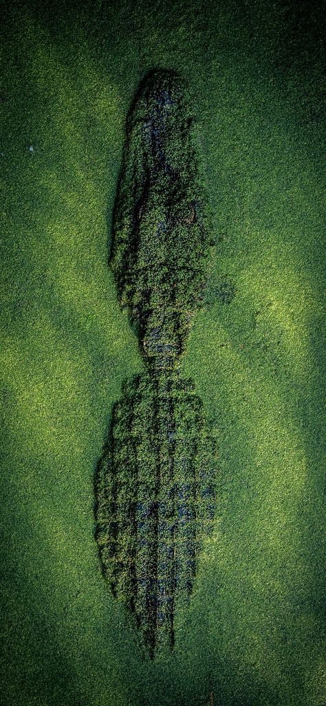 Green Crocodile Wallpaper, Crocodile Wallpaper Aesthetic, Alligator Wallpaper Iphone, Crocodile Aesthetic Wallpaper, Gator Background, Crocodile Wallpaper Iphone, Croco Wallpaper, Crocodile Background, Alligator Background