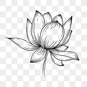 lotus drawing,lotus sketch,lotus flower,black and white,line draft,sketch style,simple,sketch,watercolor,lotus clipart,watercolor clipart,lotus flower clipart,simple clipart,sketch clipart Lotus Line Drawing, Lotus Flower Line Art, Lotus Flower Black And White, Lotus Sketch, Lotus Flower Png, Lotus Flower Outline, Lotus Outline, Lotus Clipart, Flower Png Transparent