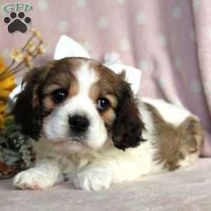 Labrador Retriever Funny, Cavachon Dog, Cavalier King Charles Spaniel Puppy, Charles Spaniel Puppy, King Charles Spaniel Puppy, Cavachon Puppies, Bichon Frise Puppy, Greenfield Puppies, Cavalier King Charles Dog