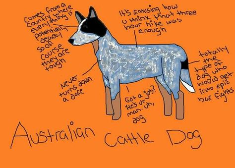 Blue Heeler Humor, Red Heeler Dog, Austrailian Cattle Dog, Cattle Dogs Rule, Heeler Dogs, Australian Cattle Dog Mix, Art Sayings, Blue Heeler Dogs, Blue Heelers