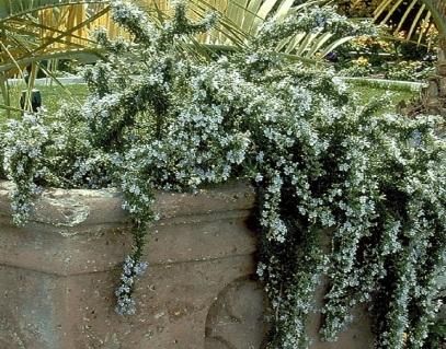 STATUS: Planted (1) in a container. No room for a full-sized rosemary bush/tree, so this "Huntington Carpet" spiller will have to do. Bees love rosemary! Seasoning For Potatoes, Flowers Full Sun, San Marino California, Deep Blue Flowers, Roseville California, Rosemary Plant, Rock Garden Plants, Sloped Garden, Plant Photos